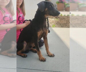 Doberman Pinscher Dogs for adoption in The Woodlands, TX, USA