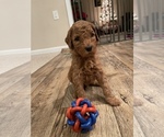 Small Photo #2 Goldendoodle Puppy For Sale in MANASSAS PARK, VA, USA