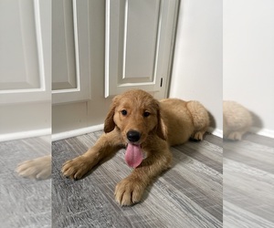 Golden Retriever Puppy for sale in LAKELAND, FL, USA