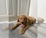 Small Golden Retriever