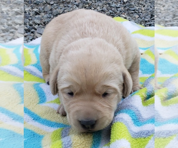Medium Photo #64 Labrador Retriever Puppy For Sale in OLYMPIA, WA, USA