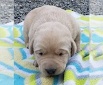 Small Photo #64 Labrador Retriever Puppy For Sale in OLYMPIA, WA, USA