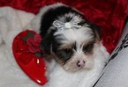 Small Photo #1 Yorkshire Terrier Puppy For Sale in RUTLAND, SD, USA