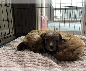 Cavalier King Charles Spaniel Puppy for sale in LIBERTY LAKE, WA, USA
