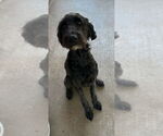 Small #2 Golden Retriever Mix
