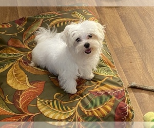Maltese Puppy for Sale in WINSTON SALEM, North Carolina USA