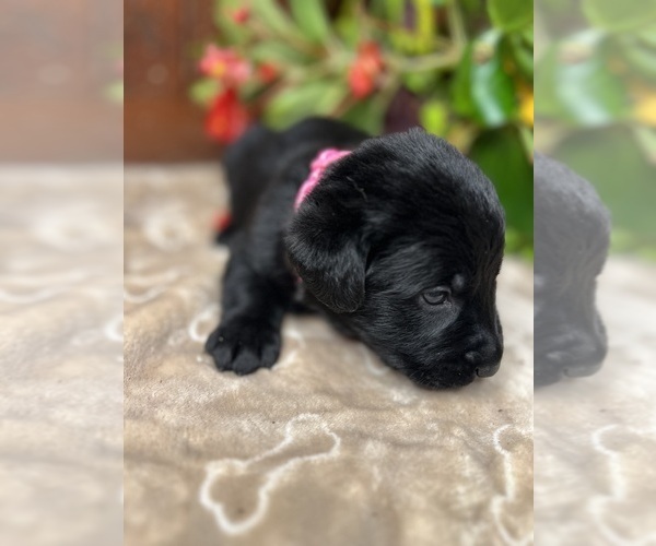 Medium Photo #5 Labrador Retriever Puppy For Sale in NEOLA, WV, USA