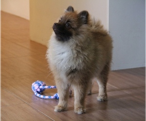 Pomeranian Puppy for sale in EMPIRE STATE, NY, USA