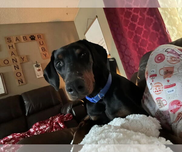 Medium Photo #7 Doberman Pinscher Puppy For Sale in Buffalo, MN, USA
