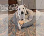 Small Borador