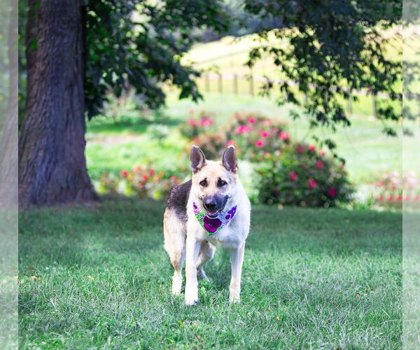 Medium Photo #3 German Shepherd Dog Puppy For Sale in Unionville, PA, USA