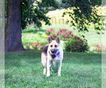 Small #2 German Shepherd Dog