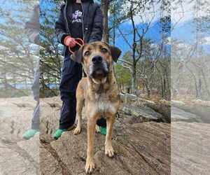 Cleo - Female Mutt Dog for Adoption - Photo #3