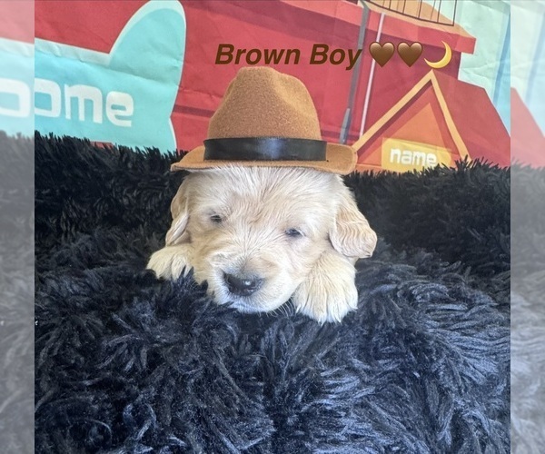 Medium Photo #41 Golden Retriever Puppy For Sale in ORLANDO, FL, USA