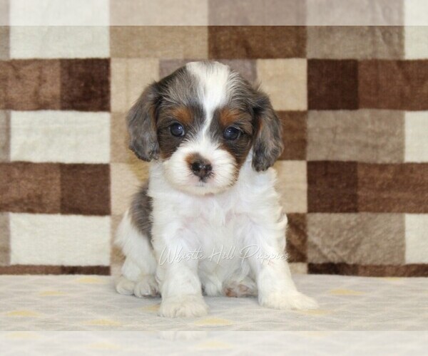 Medium Photo #4 Cavapoo Puppy For Sale in DENVER, PA, USA