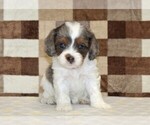Small #3 Cavapoo
