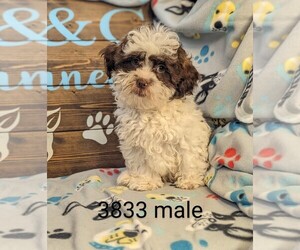 ShihPoo Puppy for sale in CLARE, IL, USA