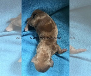 Dachshund Puppy for sale in BRANDON, VT, USA