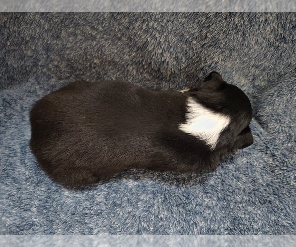 Medium Photo #27 Border Collie Puppy For Sale in NORBORNE, MO, USA