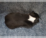 Small #26 Border Collie