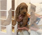 Small #3 Goldendoodle (Miniature)