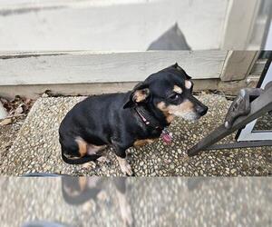Dachshund Dogs for adoption in San Antonio, TX, USA