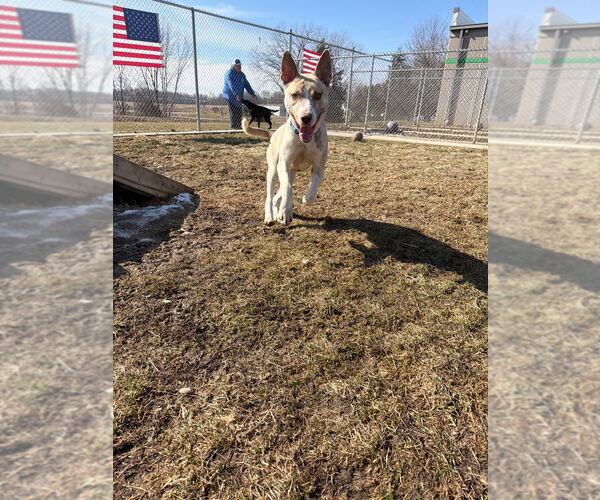 Medium Photo #3 American Staffordshire Terrier-Siberian Husky Mix Puppy For Sale in Pierceton , IN, USA