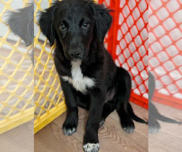 Medium Photo #2 Bordoodle (Miniature) Puppy For Sale in Omaha, NE, USA