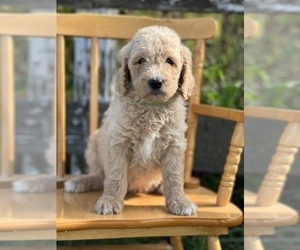 Goldendoodle Puppy for sale in MARYVILLE, MO, USA