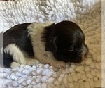 Small Photo #15 Havanese Puppy For Sale in ATHENS, GA, USA