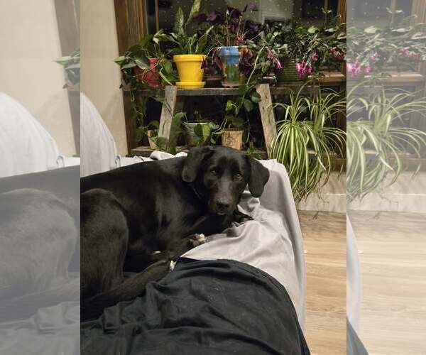 Medium Photo #3 Labrador Retriever-Unknown Mix Puppy For Sale in Castle Rock, CO, USA