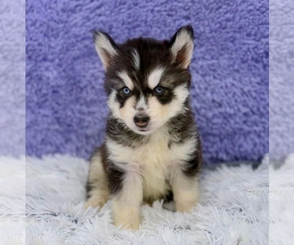 Medium Photo #1 Siberian Husky Puppy For Sale in SANDY HOOK, KY, USA