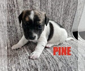 Chihuahua-Unknown Mix Dogs for adoption in Spring Lake, NC, USA