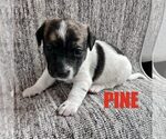 Pine - Male Chihuahua-Unknown Mix Dog for Adoption - Small photo