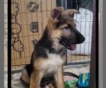 Small German Shepherd Dog