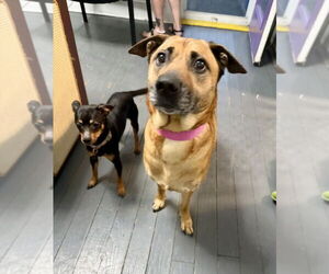 Labrador Retriever-Unknown Mix Dogs for adoption in Mooresville, NC, USA