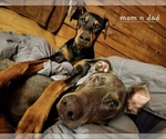 Small Photo #1 Doberman Pinscher Puppy For Sale in ELIZABETHTOWN, IL, USA