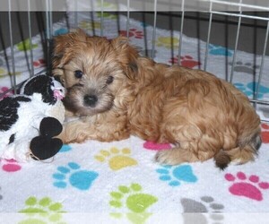 Morkie Puppy for sale in ORO VALLEY, AZ, USA