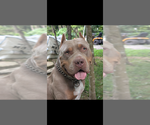 Small Photo #1 American Bully Puppy For Sale in COLUMBUS, OH, USA