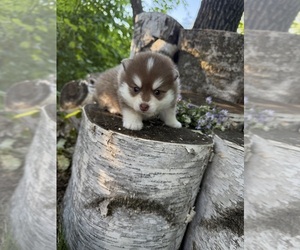 Pomsky Puppy for sale in STAPLES, MN, USA