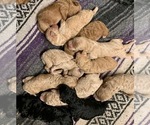 Small Photo #2 Goldendoodle Puppy For Sale in CONCORD, NC, USA