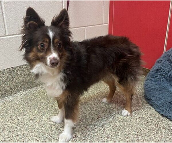 Medium Photo #4 Australian Shepherd-Unknown Mix Puppy For Sale in Fort Collins, CO, USA