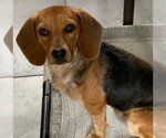 Small Photo #3 Beagle-Unknown Mix Puppy For Sale in Rockaway, NJ, USA