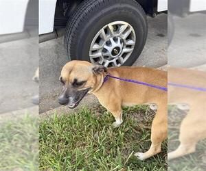 Labrador Retriever Dogs for adoption in Houston, TX, USA