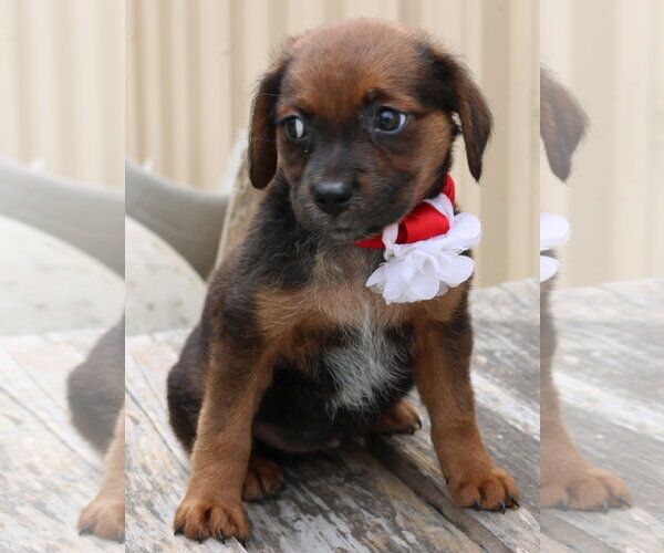 Medium Photo #3 Australian Shepherd Puppy For Sale in Bandera, TX, USA