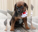 Small #2 Australian Shepherd