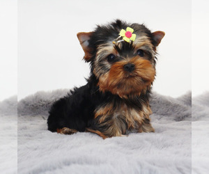 Yorkshire Terrier Puppy for sale in LOS ANGELES, CA, USA