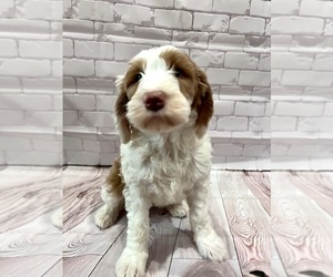 Medium Goldendoodle