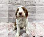 Small Photo #1 Goldendoodle Puppy For Sale in SOUTH ORANGE, NJ, USA