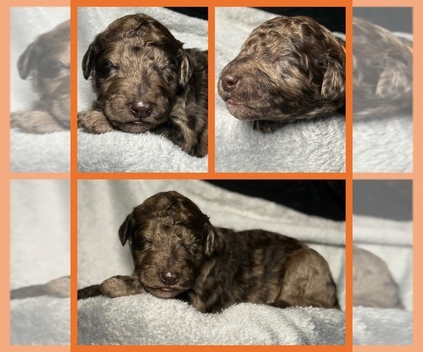 Medium Photo #1 Goldendoodle Puppy For Sale in HOWARD CITY, MI, USA